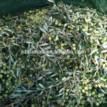Quality Best-Selling olive fruit harvesting net